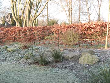 Garten im Winter